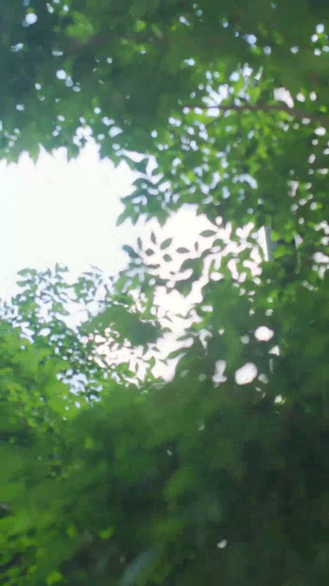 WHATSAPP VIDEO