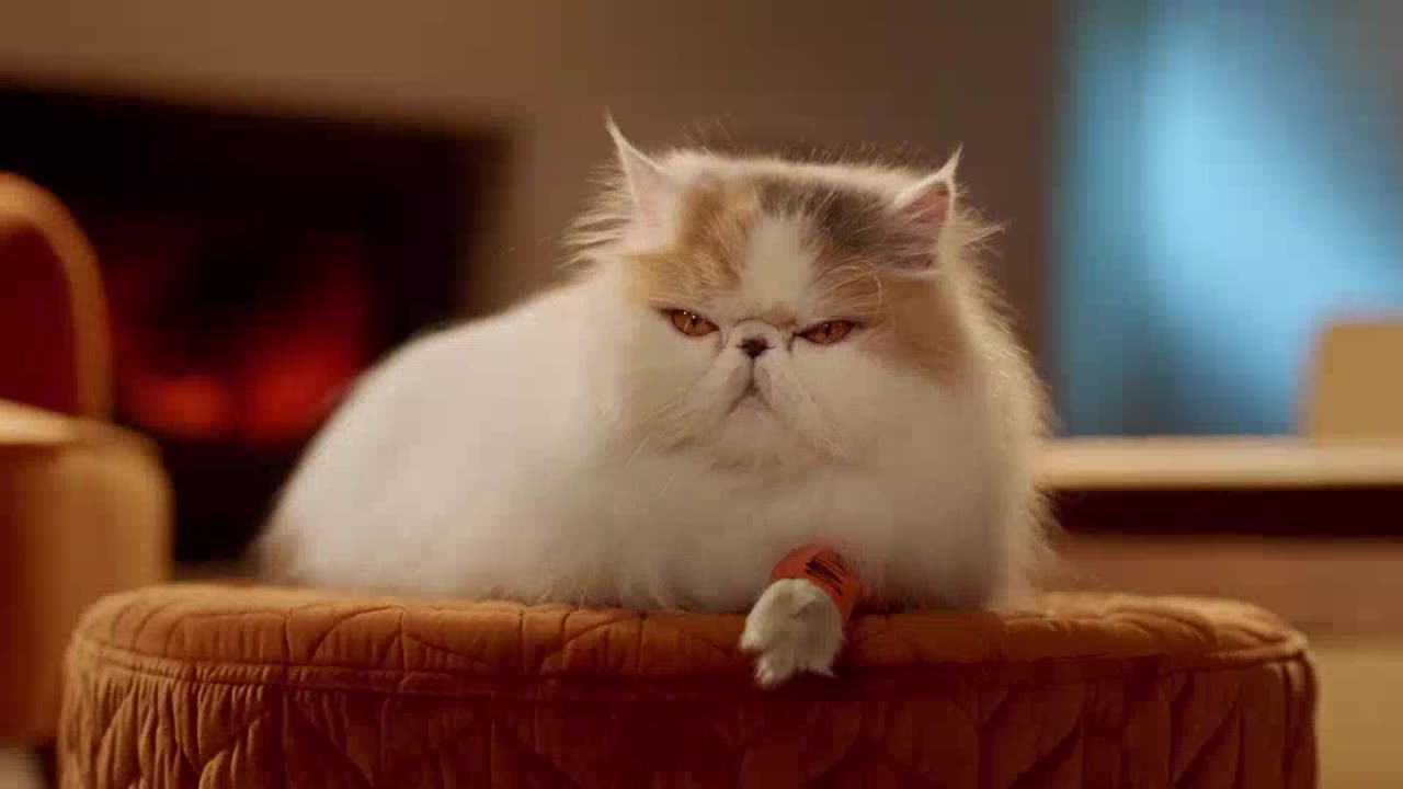 COOL CAT INSURANCE