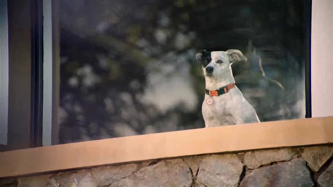 DOTSURE TALKING DOG 60SEC ONLINE